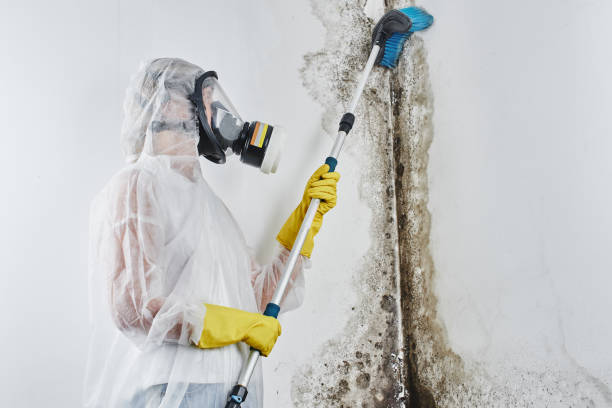 Mold Testing and Removal in Phillipsburg, NJ