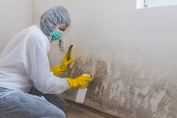 Best Mold Damage Repair  in Phillipsburg, NJ