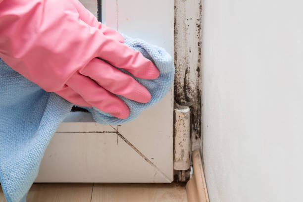 Best Mold Cleaning Services  in Phillipsburg, NJ
