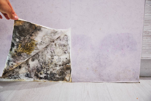 Best Certified Mold Removal  in Phillipsburg, NJ